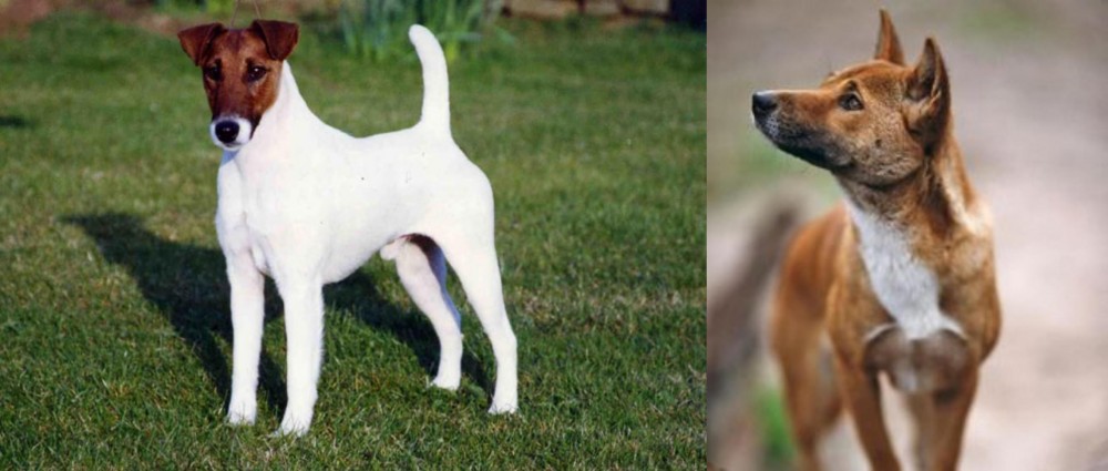New Guinea Singing Dog vs Fox Terrier (Smooth) - Breed Comparison
