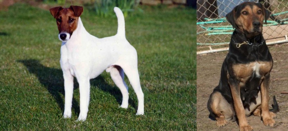 New Zealand Huntaway vs Fox Terrier (Smooth) - Breed Comparison
