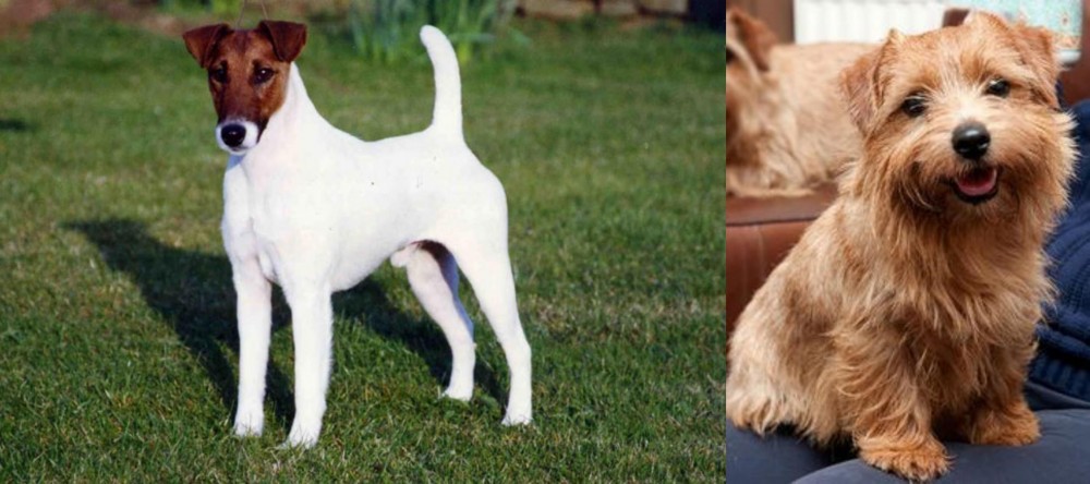 Norfolk Terrier vs Fox Terrier (Smooth) - Breed Comparison