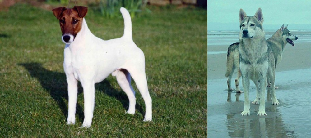 Northern Inuit Dog vs Fox Terrier (Smooth) - Breed Comparison