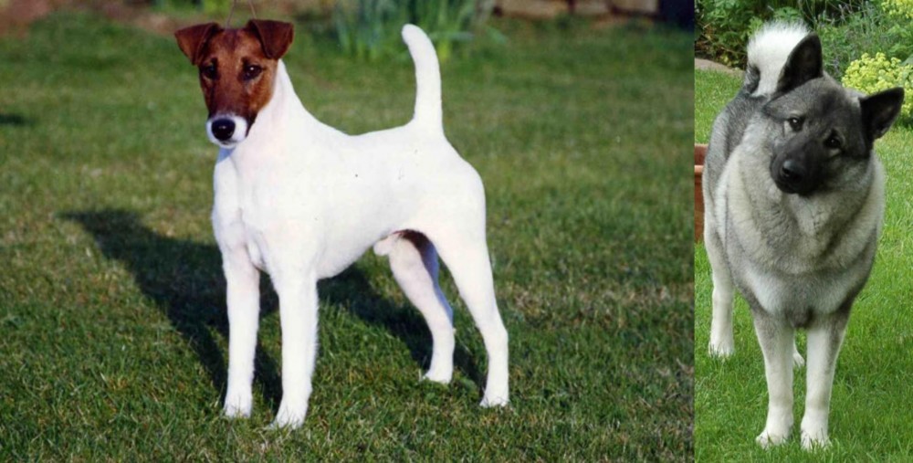 Norwegian Elkhound vs Fox Terrier (Smooth) - Breed Comparison