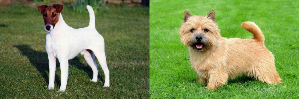 Norwich Terrier vs Fox Terrier (Smooth) - Breed Comparison