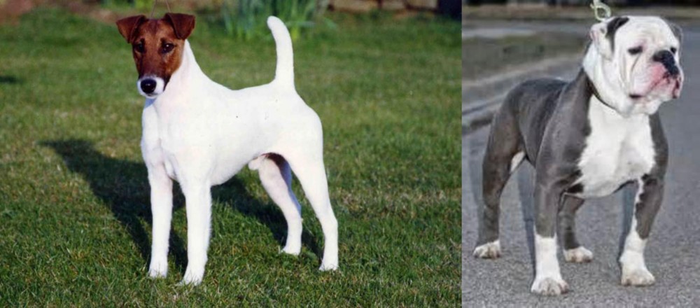 Old English Bulldog vs Fox Terrier (Smooth) - Breed Comparison