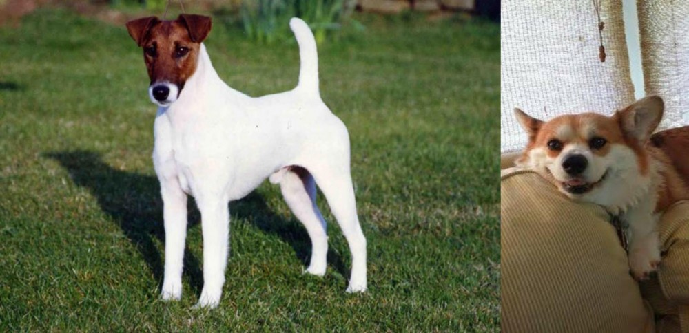 Pembroke Welsh Corgi vs Fox Terrier (Smooth) - Breed Comparison