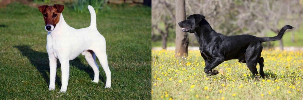 Perro de Pastor Mallorquin vs Fox Terrier (Smooth) - Breed Comparison