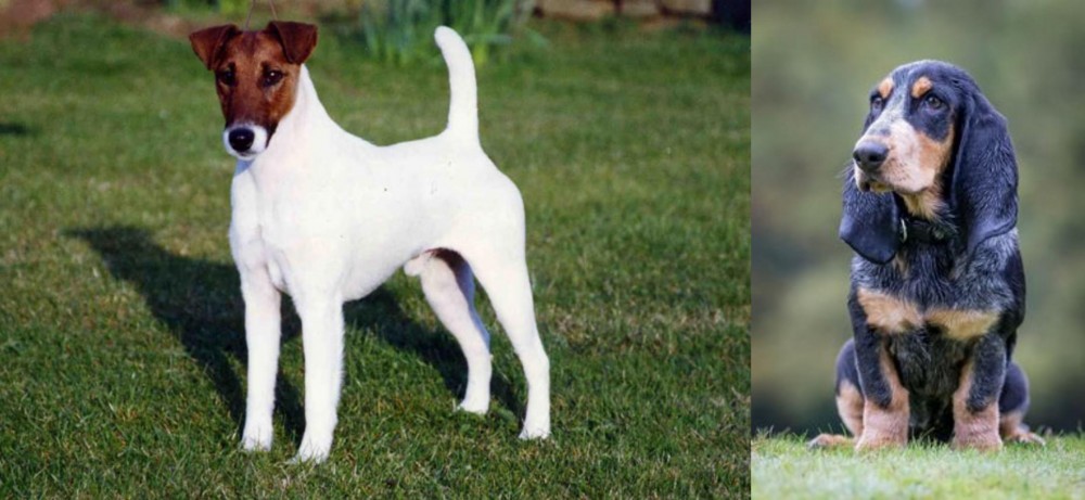 Petit Bleu de Gascogne vs Fox Terrier (Smooth) - Breed Comparison