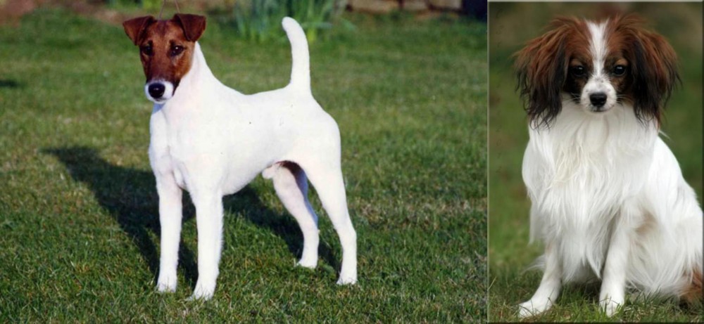 Phalene vs Fox Terrier (Smooth) - Breed Comparison
