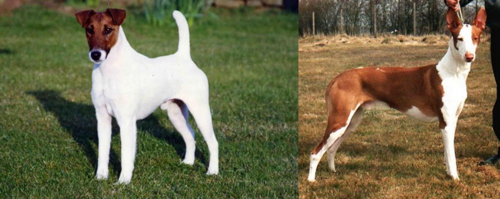 Podenco Canario vs Fox Terrier (Smooth) - Breed Comparison