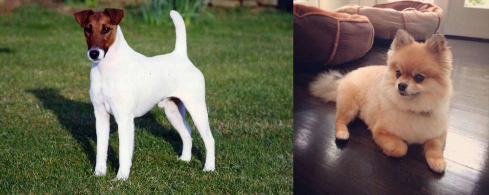 Pomeranian vs Fox Terrier (Smooth) - Breed Comparison