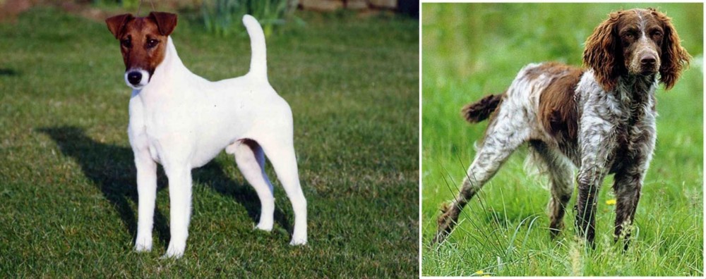 Pont-Audemer Spaniel vs Fox Terrier (Smooth) - Breed Comparison