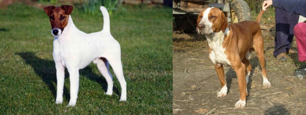 Posavac Hound vs Fox Terrier (Smooth) - Breed Comparison
