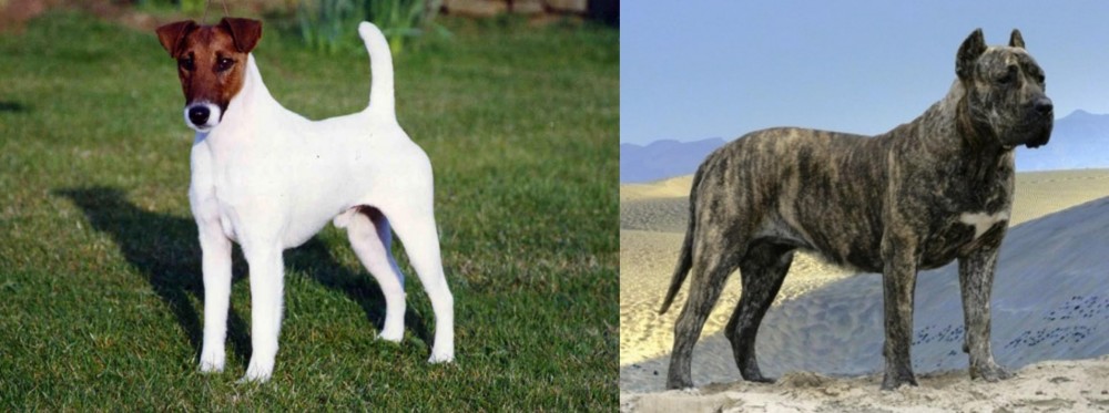 Presa Canario vs Fox Terrier (Smooth) - Breed Comparison