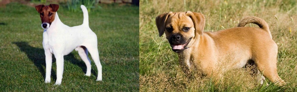 Puggle vs Fox Terrier (Smooth) - Breed Comparison