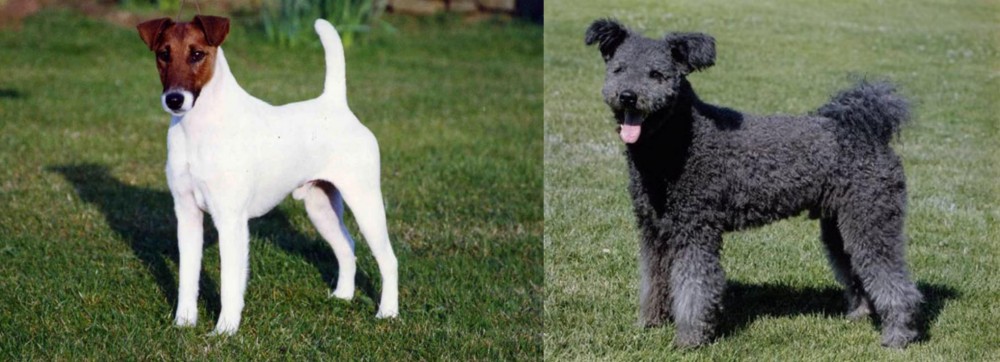 Pumi vs Fox Terrier (Smooth) - Breed Comparison