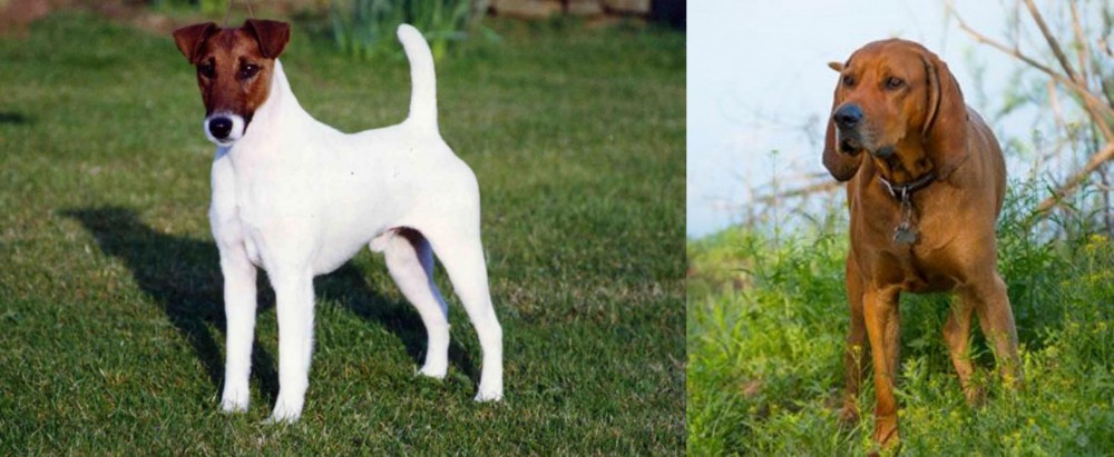 Redbone Coonhound vs Fox Terrier (Smooth) - Breed Comparison