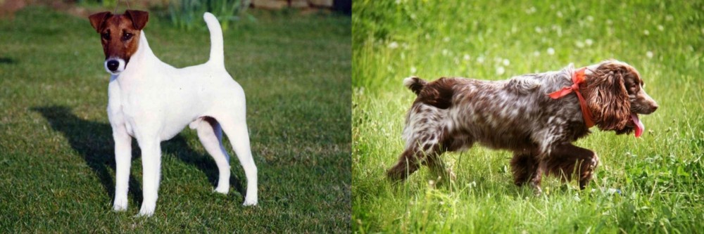 Russian Spaniel vs Fox Terrier (Smooth) - Breed Comparison