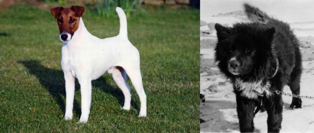 Sakhalin Husky vs Fox Terrier (Smooth) - Breed Comparison