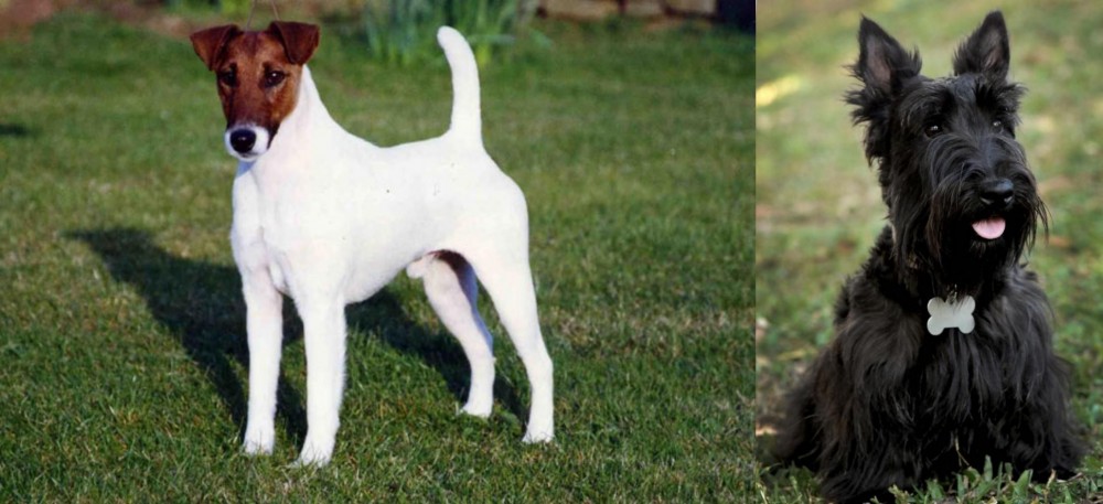 Scoland Terrier vs Fox Terrier (Smooth) - Breed Comparison