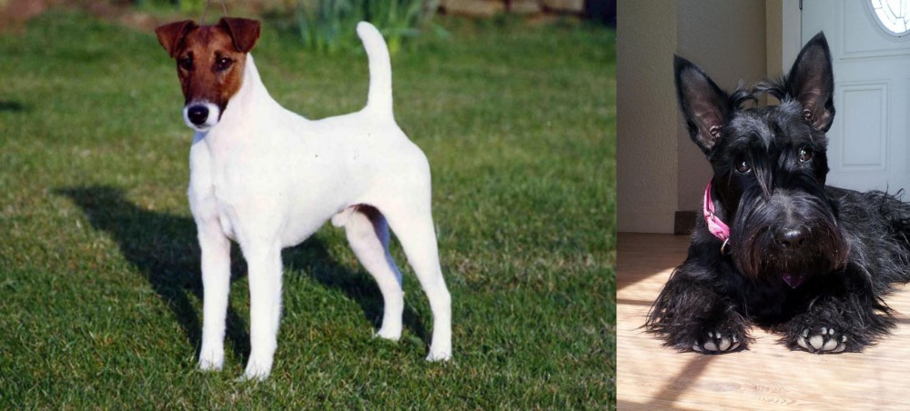 Scottish Terrier vs Fox Terrier (Smooth) - Breed Comparison