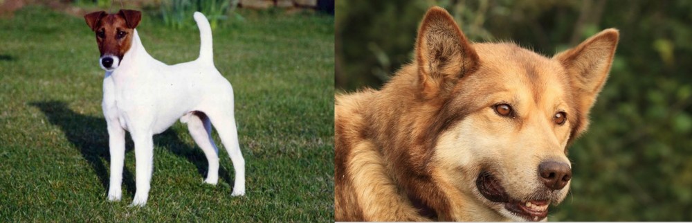 Seppala Siberian Sleddog vs Fox Terrier (Smooth) - Breed Comparison