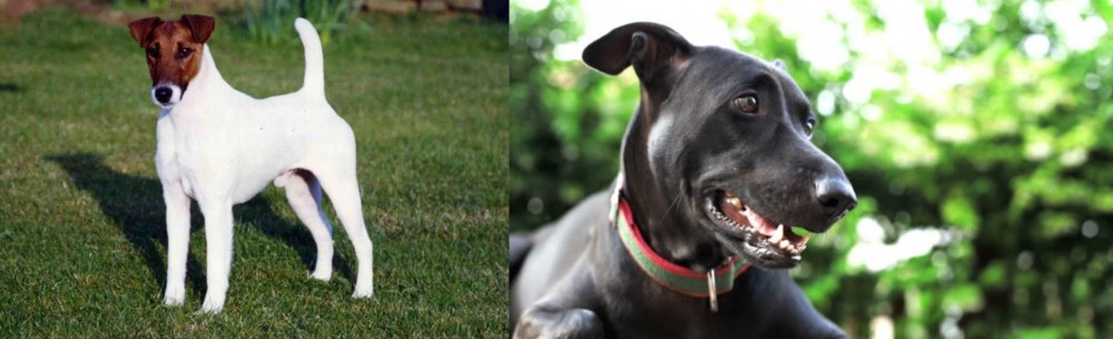 Shepard Labrador vs Fox Terrier (Smooth) - Breed Comparison