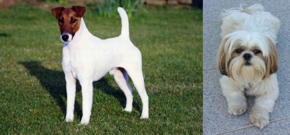 Shih Tzu vs Fox Terrier (Smooth) - Breed Comparison
