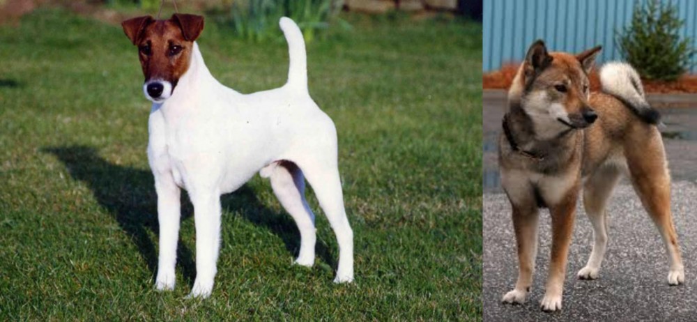 Shikoku vs Fox Terrier (Smooth) - Breed Comparison