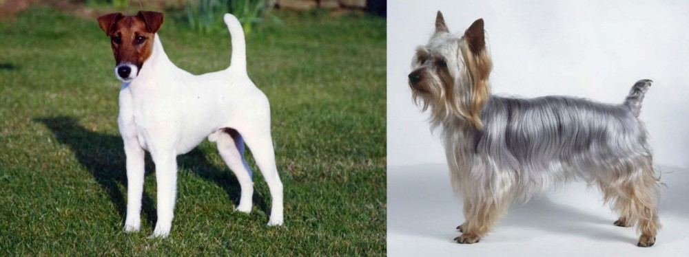 Silky Terrier vs Fox Terrier (Smooth) - Breed Comparison