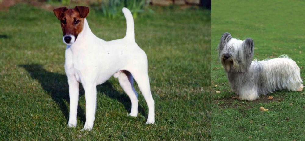 Skye Terrier vs Fox Terrier (Smooth) - Breed Comparison