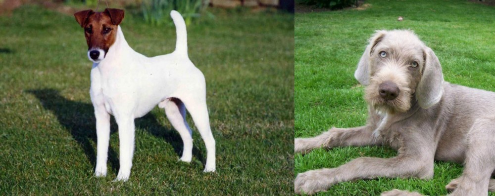Slovakian Rough Haired Pointer vs Fox Terrier (Smooth) - Breed Comparison