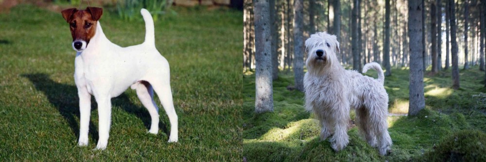 Soft-Coated Wheaten Terrier vs Fox Terrier (Smooth) - Breed Comparison