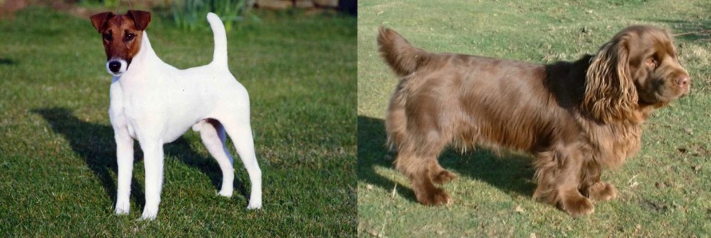 Sussex Spaniel vs Fox Terrier (Smooth) - Breed Comparison