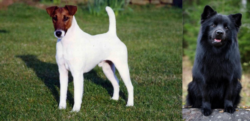 Swedish Lapphund vs Fox Terrier (Smooth) - Breed Comparison