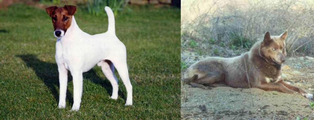 Tahltan Bear Dog vs Fox Terrier (Smooth) - Breed Comparison