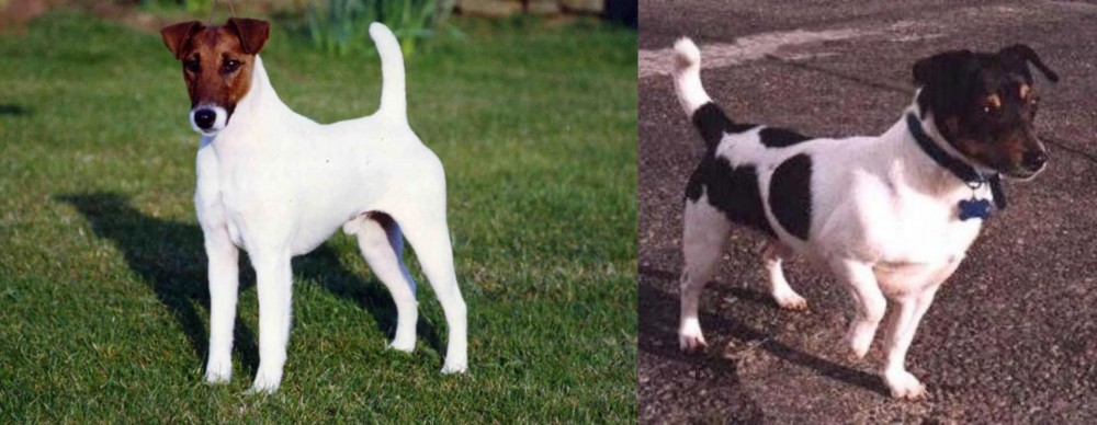 Teddy Roosevelt Terrier vs Fox Terrier (Smooth) - Breed Comparison