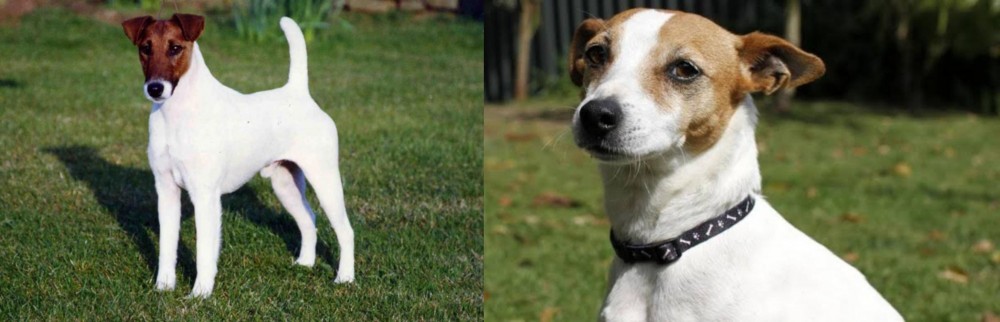 Tenterfield Terrier vs Fox Terrier (Smooth) - Breed Comparison