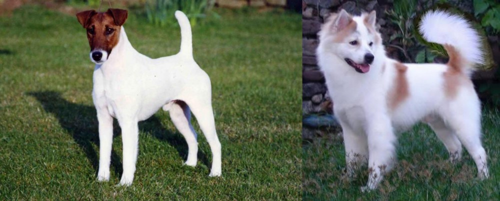 Thai Bangkaew vs Fox Terrier (Smooth) - Breed Comparison