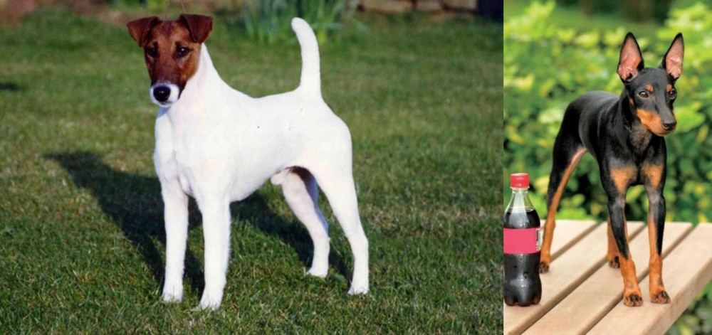 Toy Manchester Terrier vs Fox Terrier (Smooth) - Breed Comparison