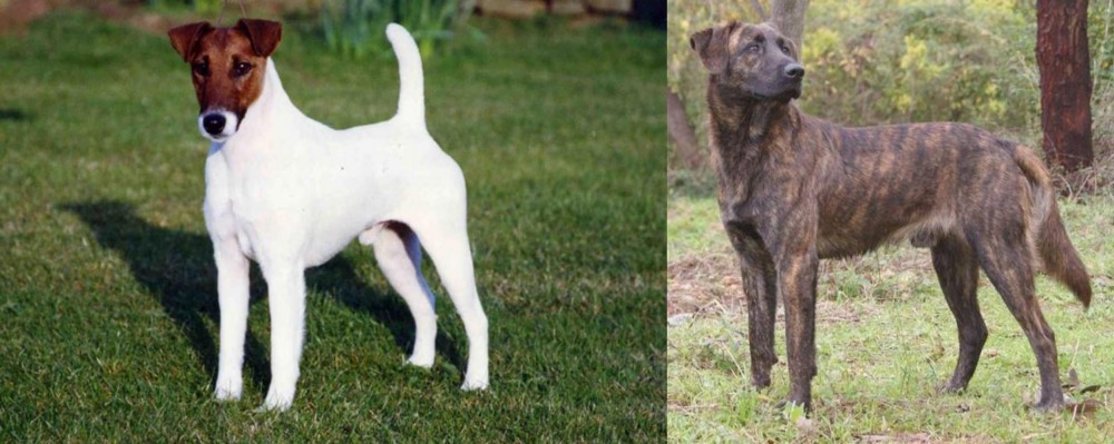 Treeing Tennessee Brindle vs Fox Terrier (Smooth) - Breed Comparison