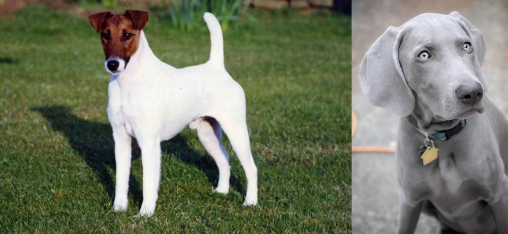 Weimaraner vs Fox Terrier (Smooth) - Breed Comparison