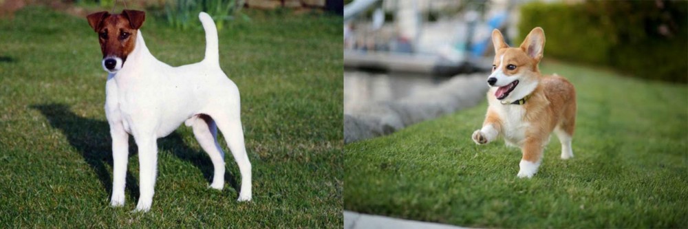 Welsh Corgi vs Fox Terrier (Smooth) - Breed Comparison
