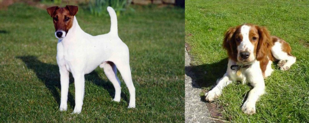 Welsh Springer Spaniel vs Fox Terrier (Smooth) - Breed Comparison