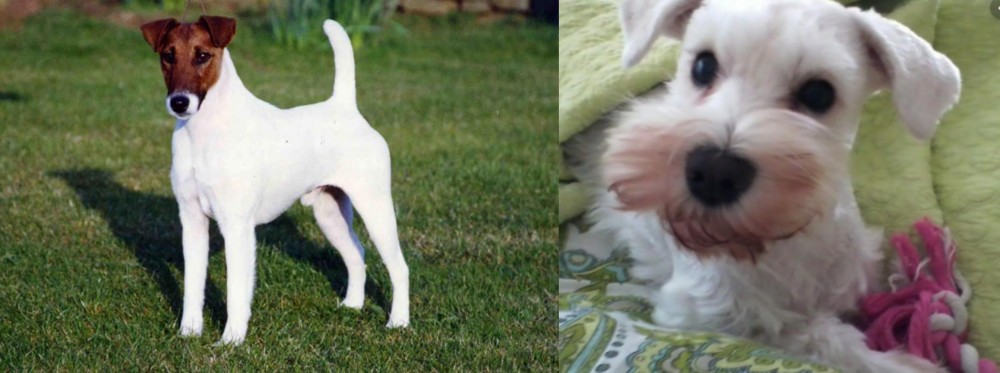 White Schnauzer vs Fox Terrier (Smooth) - Breed Comparison