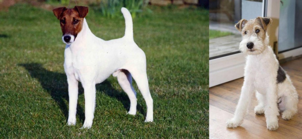 Wire Fox Terrier vs Fox Terrier (Smooth) - Breed Comparison