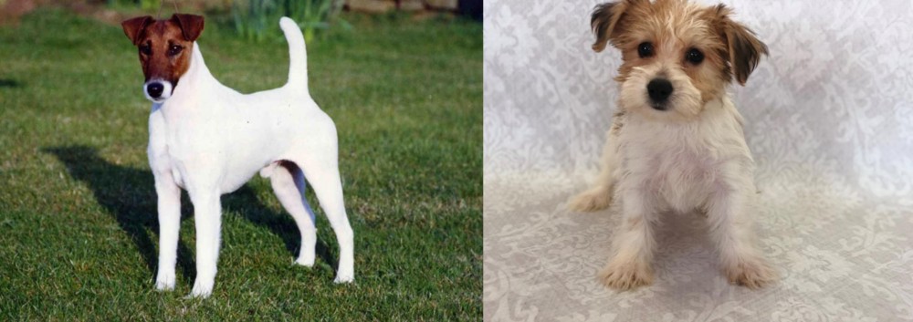 Yochon vs Fox Terrier (Smooth) - Breed Comparison