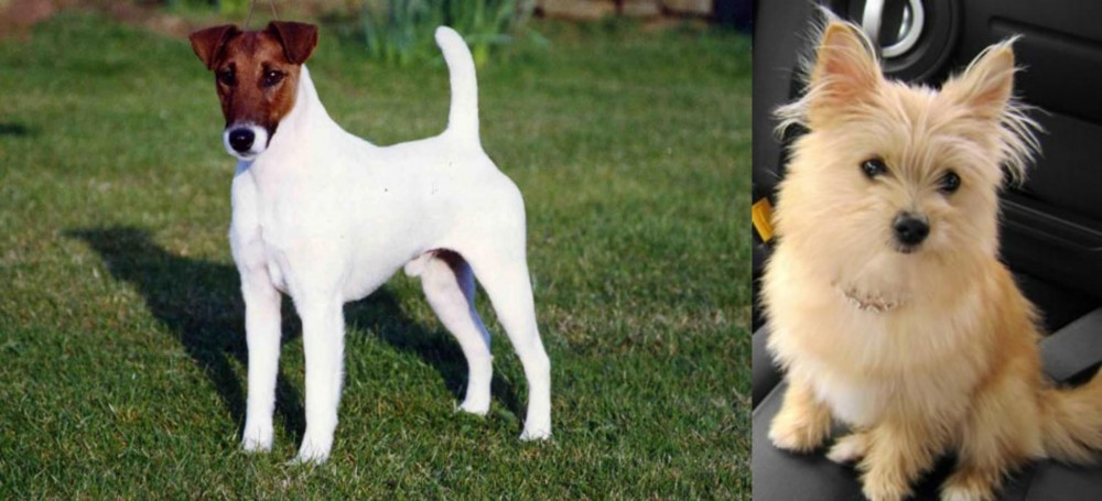 Yoranian vs Fox Terrier (Smooth) - Breed Comparison