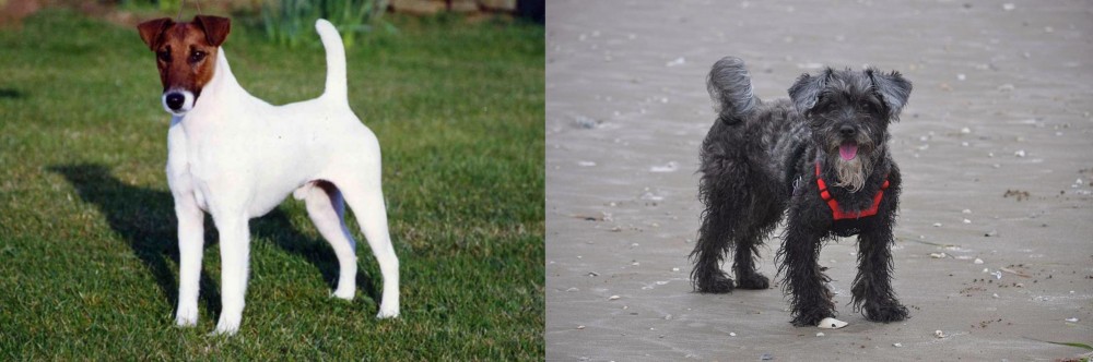 YorkiePoo vs Fox Terrier (Smooth) - Breed Comparison