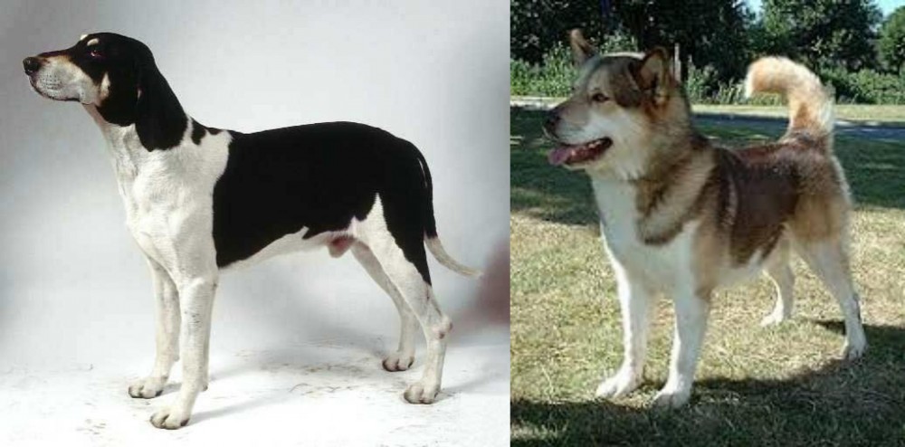 Greenland Dog vs Francais Blanc et Noir - Breed Comparison