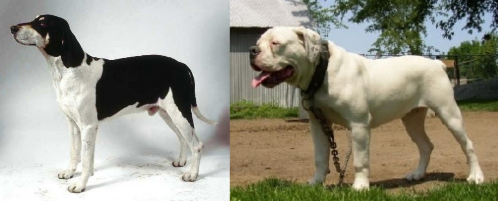 Hermes Bulldogge vs Francais Blanc et Noir - Breed Comparison