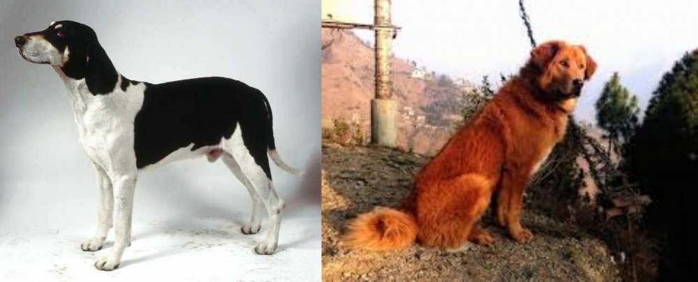Himalayan Sheepdog vs Francais Blanc et Noir - Breed Comparison